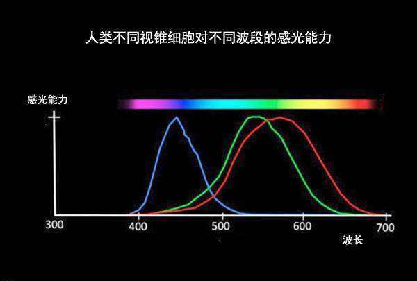 人的眼底视觉功能特性解析:从结构到感知的复杂过程(图1)